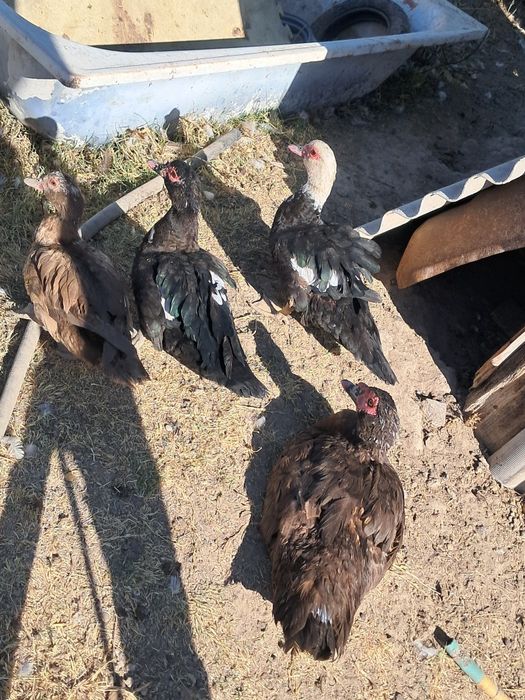 Уйрек утка индаутка