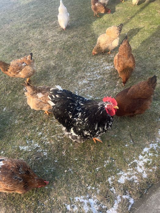 Vand cocos brahma tanar