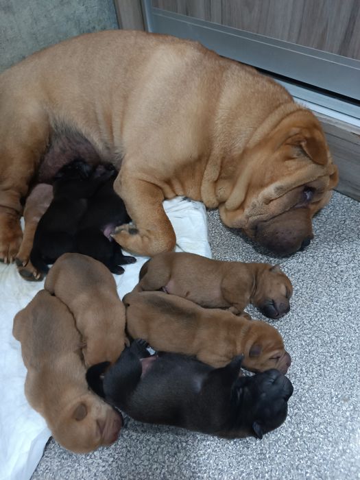 Щенки шарпей продажа