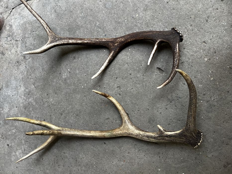 Рога от елени.