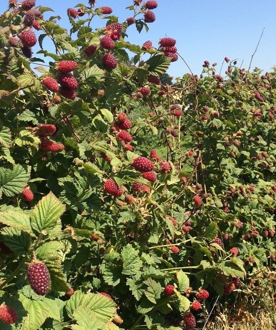 Разсад Логанбери налични 120 корена. Цена 1 корен - 3.50 лв (1.79  Евр