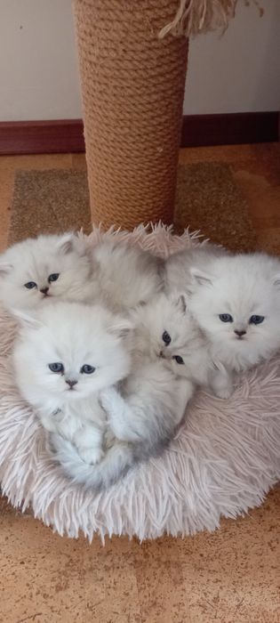 Персийски котенца , цвят сребърна чинчила