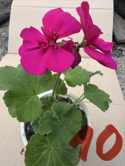 Мушкато различни цветове калиопе