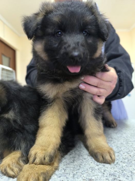 Щенки немецкой овчарки