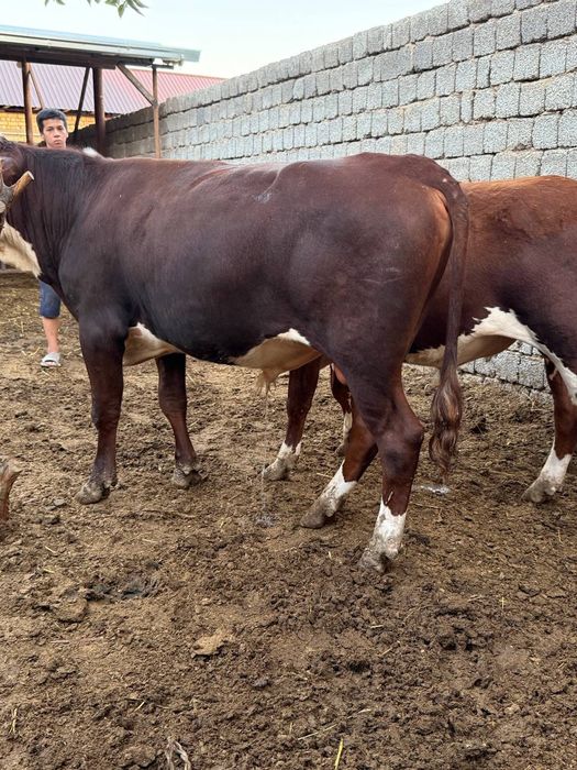 Buqala sotiladi 25 milyondan