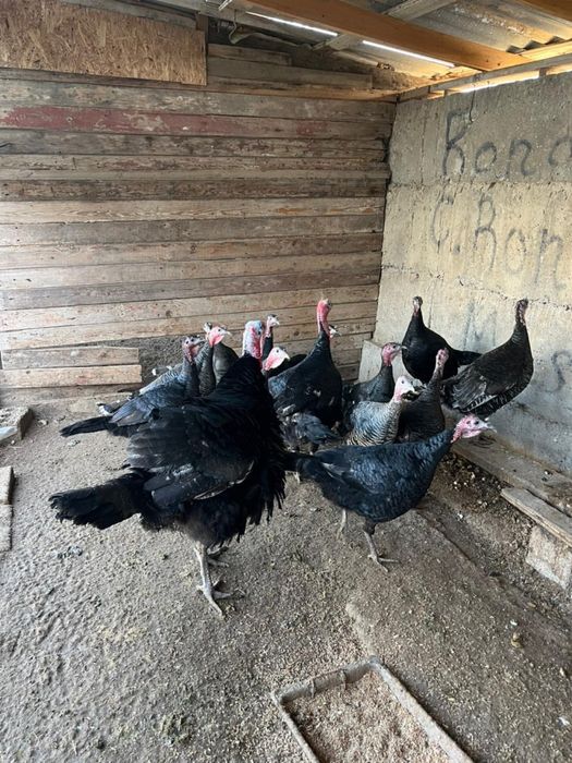 Индюки пародистые