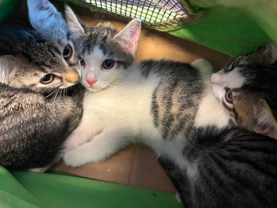 Adoptie 3 pisoi dragalasi de max 2 luni, testati, deparazitati intern si extern, 2 baietei si o fetita.