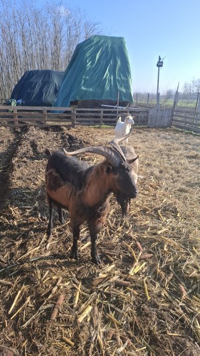 Vând Țap și capre