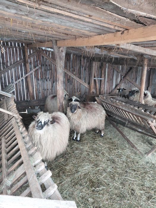 Oi de vanzare tinere