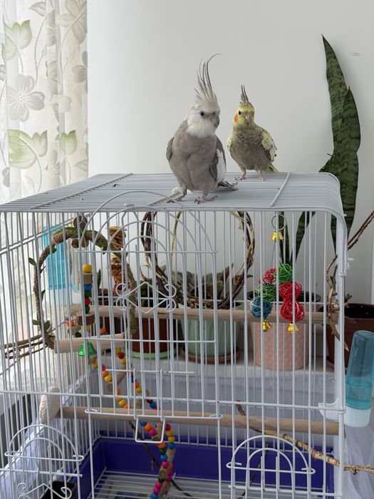 Продам Попугаи карела