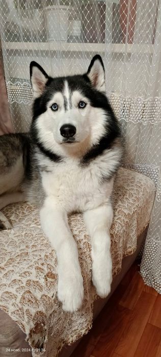 Вязка Хаски кабель ищет невесту