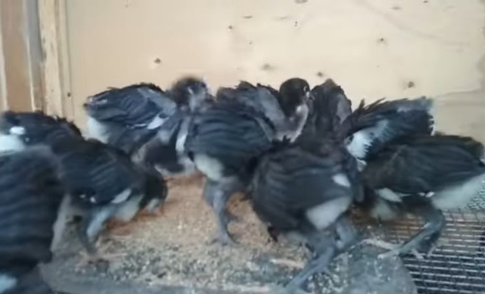 Gigant Qora shahzoda   tovuqlari, joʻjalari va tuxumlari sotiladi