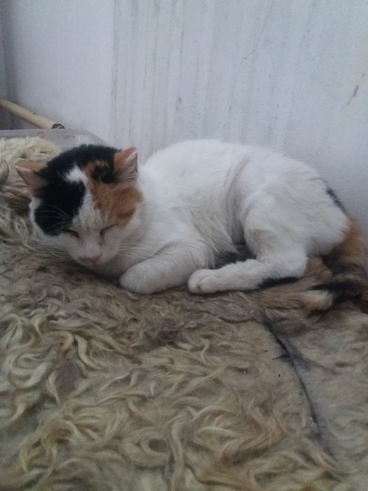 Кошка СТЕРИЛИЗованая