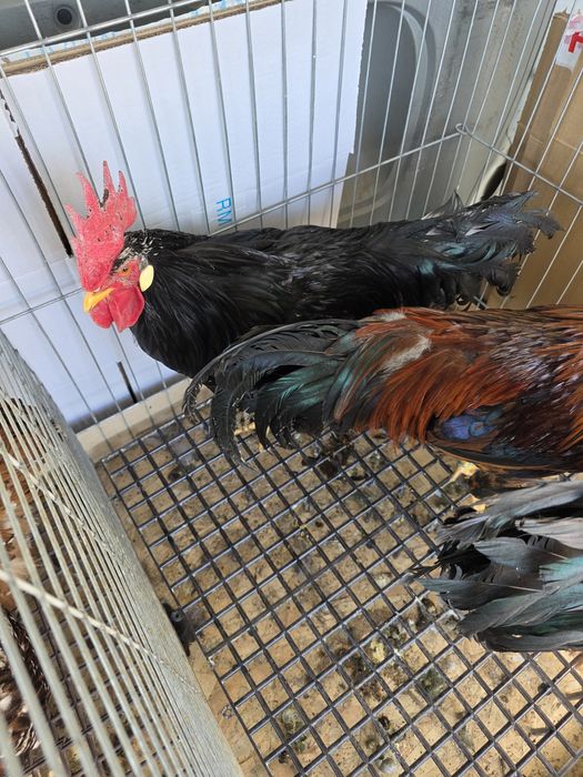 Cocoși se gaini italiene  2025