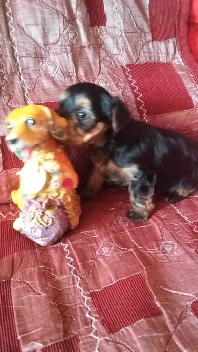 Продаю мини щенков йоркширского терьера