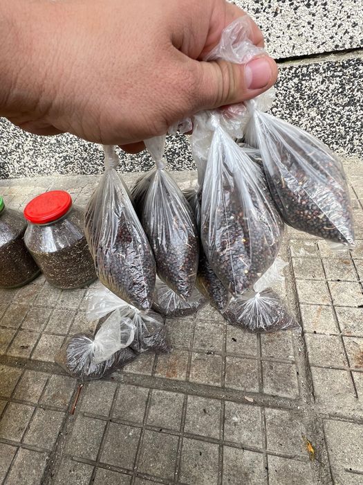 Семена Зеле Мелез