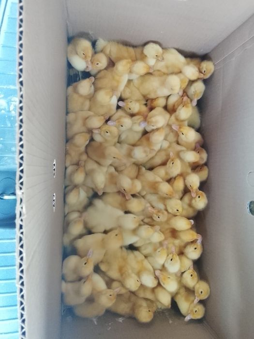 Продам утят агидель