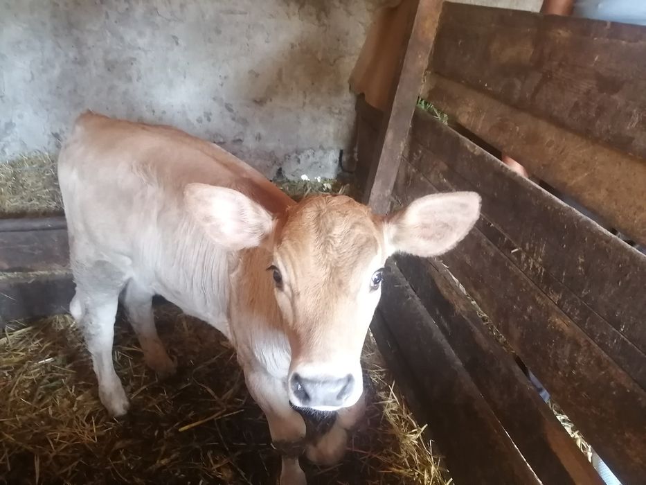 Vițea de vănzare, sănătos, bine îngrijit, crescut în gospodărie