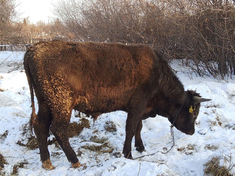 Продам быка, возвраст 1 год