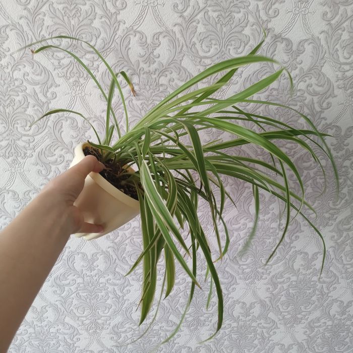 Хлорофитум Оушен