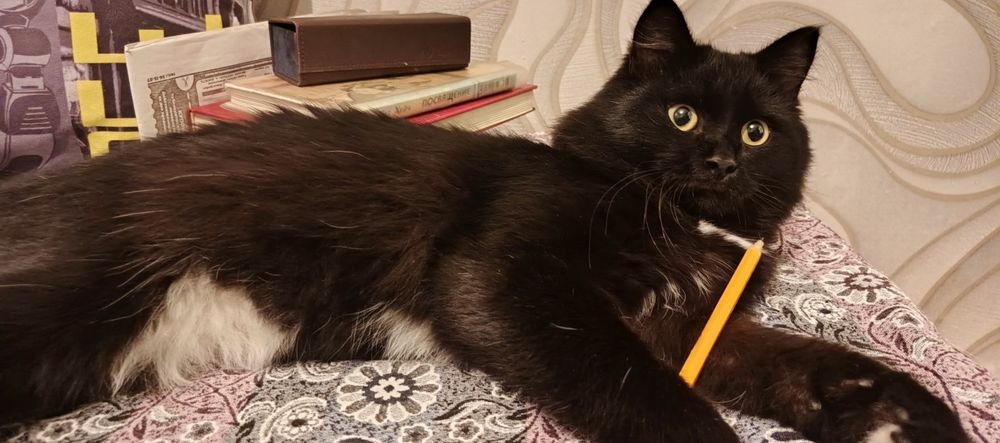 Отдам в добрые руки котика