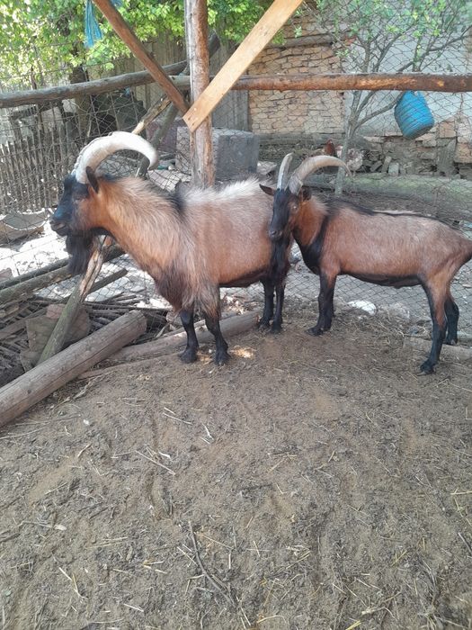 Țapi alpin francez