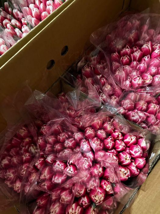 Тюльпаны в розницу ..