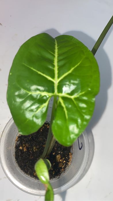 сингониумы по 500 тенге