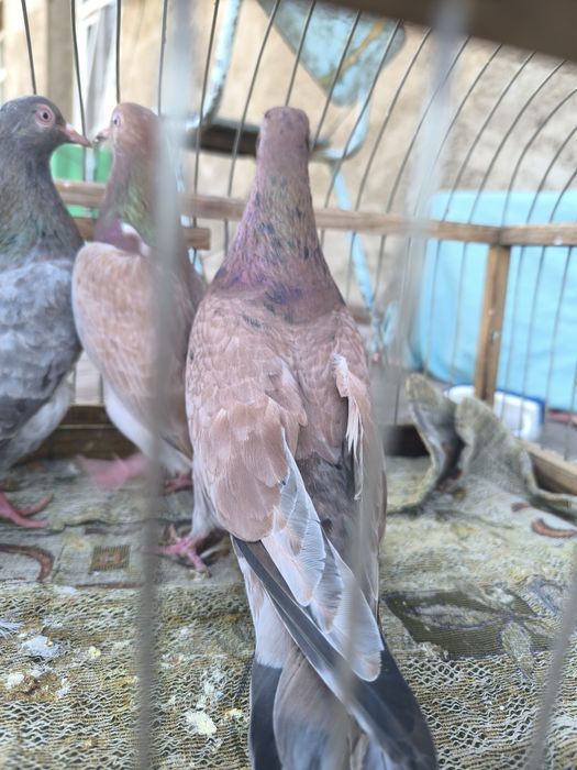 Продаются мрамарные