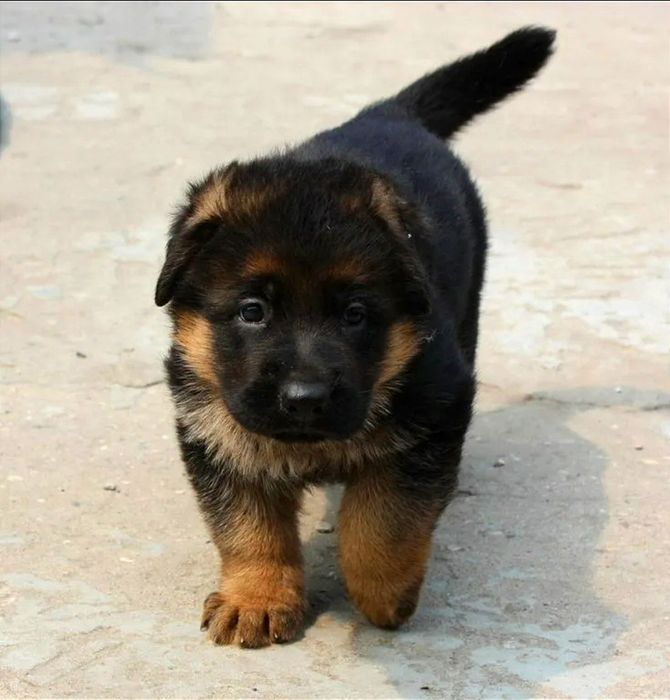 Продам щенков немецкой овчарки