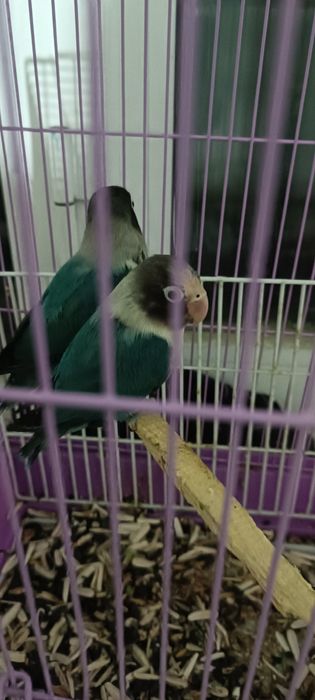 Maska  qush ishlamagan  bir juft kami bor