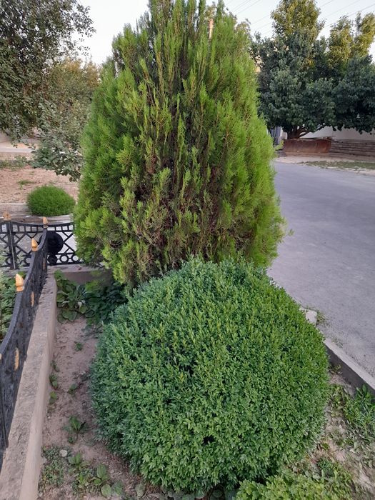 2та китобли арча 5та 12йилли  шамшод тезли б.н сотилади