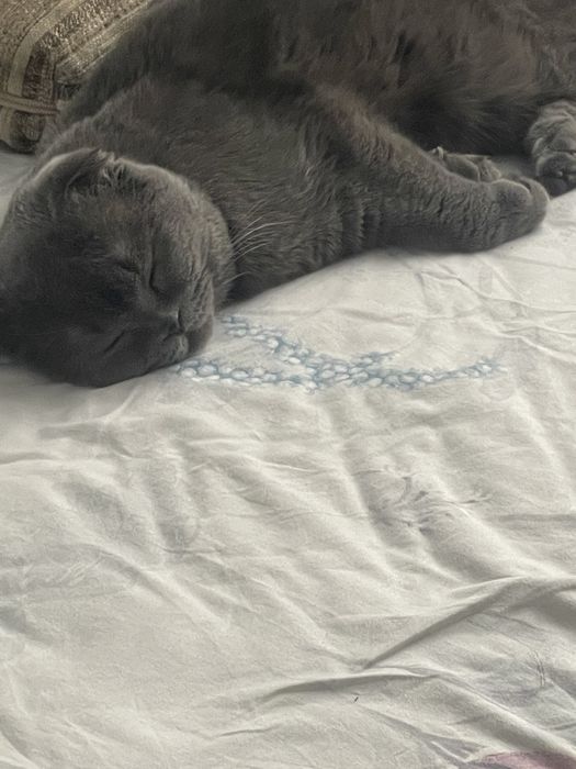 вязка вислоухого скотиш фолда!