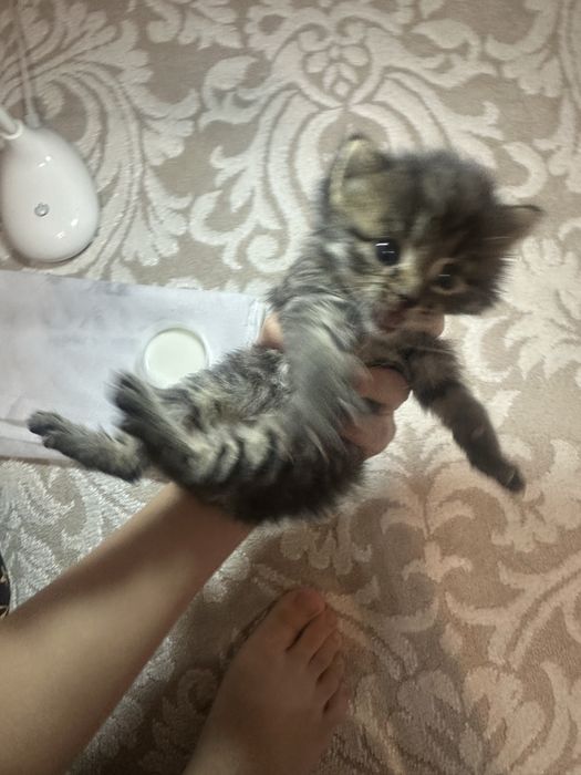 Котенок нашли на улице совсем малыш