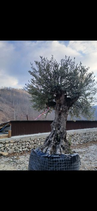 Măslini olea secular