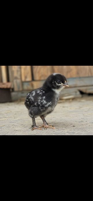 Домашние цыплята,яйценоские