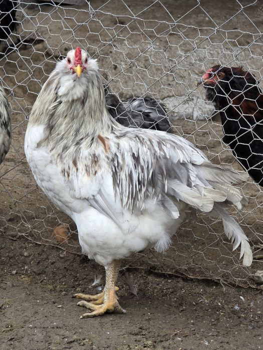 Cocos ameraucana splash