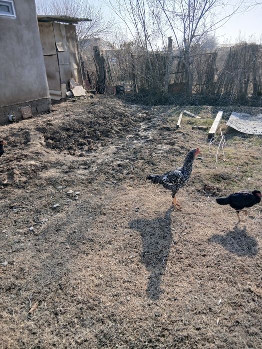 Дакан қораз сатылады о шамо