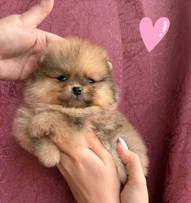 Померанский Шпиц