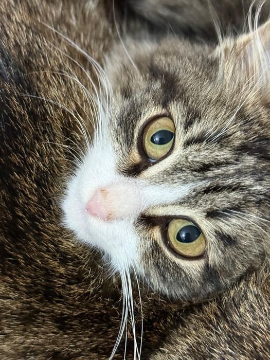 Отдам в добрые руки.