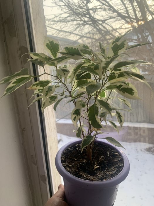 Продам комнатные цветы