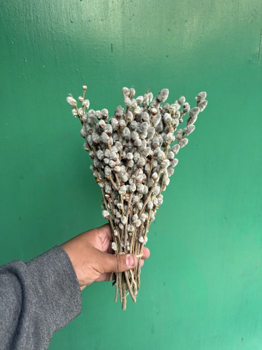 Верба оптом и в розницу