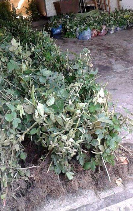 rasad capsuni pentru solar si puieti Mur butasi zmeur