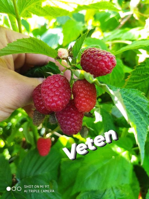 Plante de vânzare zmeura si mure