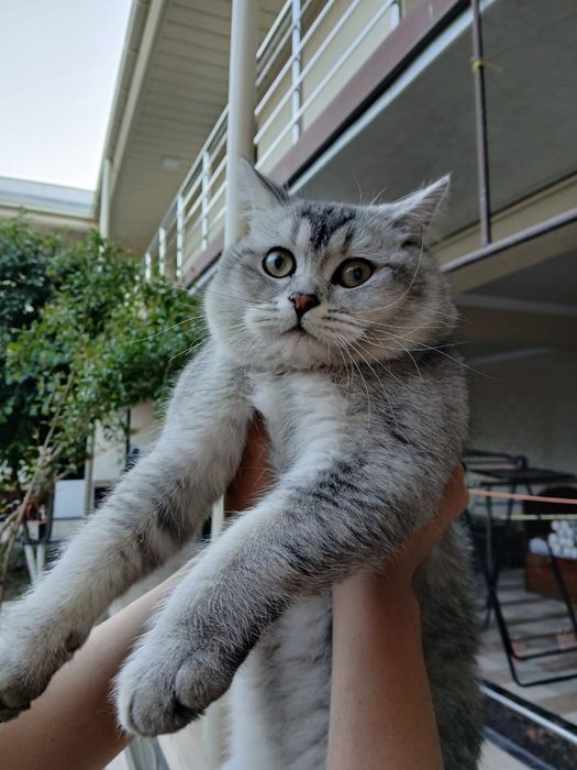 Шикарный британский кот  silver tabby  для вязки  Самарканд