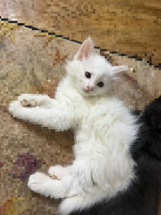 Котята в хорошие руки!
