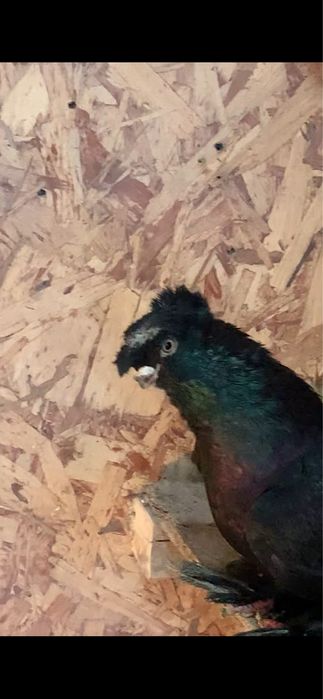 Голуби вольерные