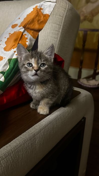 Котята.Отдам в хорошие руки