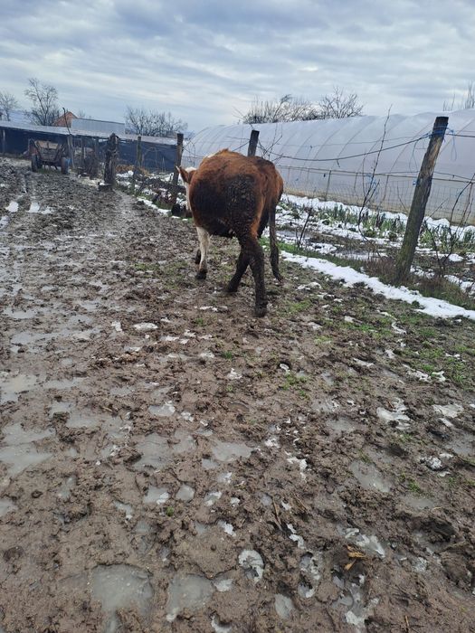 Vaci de vanzare tinere