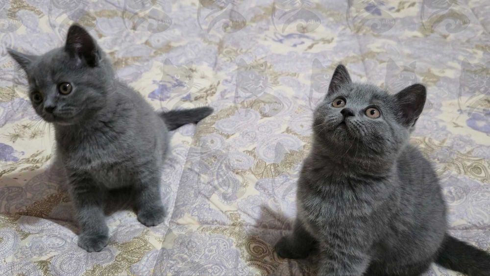 Британские короткошерстные котята премиум класса!